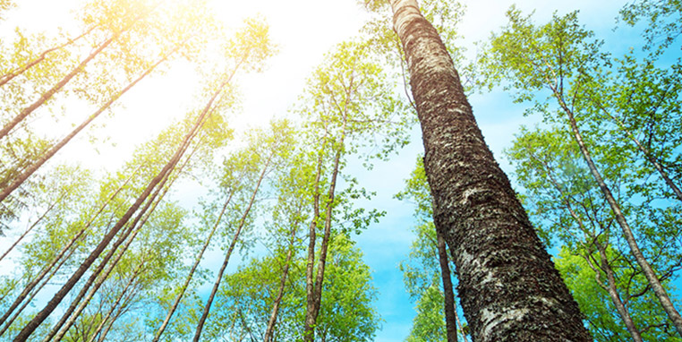 Grünes Gewissen: Druckbranche auf dem Prüfstand